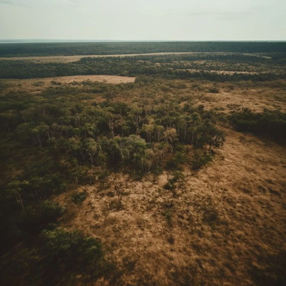 Bosque nativo argentino