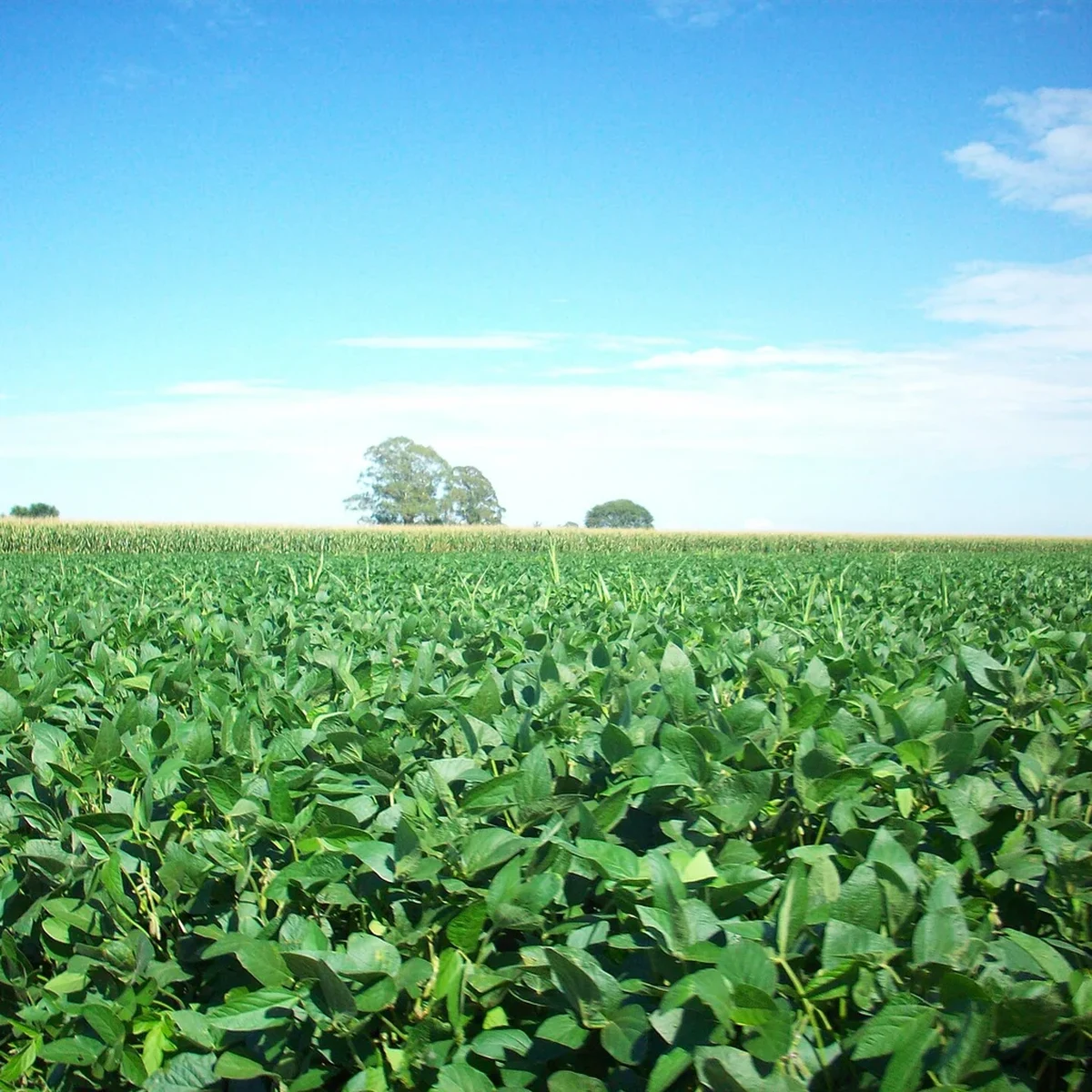 Campo de soja en la pampa argentina